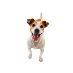 PupDog Treats Peroni Filet Mignon, Beef & Bacon Flavor Treat Dog Treats - 25oz