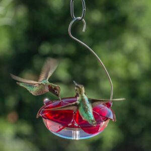 Droll Yankees The Ruby Sipper Hanging Hummingbird Feeder - Clear