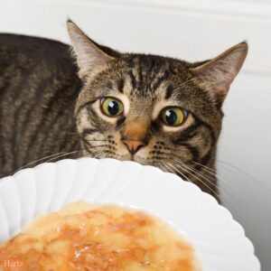 Delectables Stew Senior with Chicken & Tuna Lickable Cat Treats - 1.4oz
