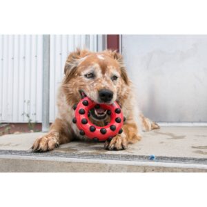 KONG Dotz Circle Interactive Dog Toy - Red - L