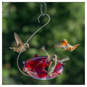 Droll Yankees The Ruby Sipper Hanging Hummingbird Feeder - Clear