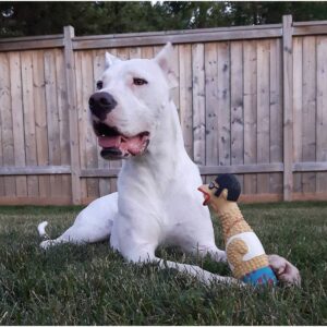 Charming Pet Earl Rubber Chicken Dog Toy - L