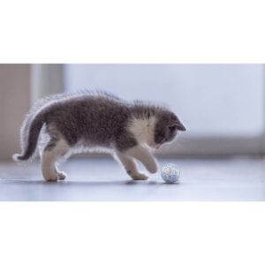 Pet Genius Smart Holiday Pet Play Ball