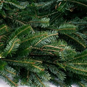 VAN ZYVERDEN 12 ft. Live Fresh Cut Blue Ridge Mountain Fraser Fir Coil Holiday Garland