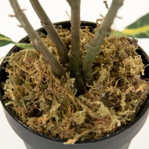 Zentique Faux Green Leafed House Potted Plant